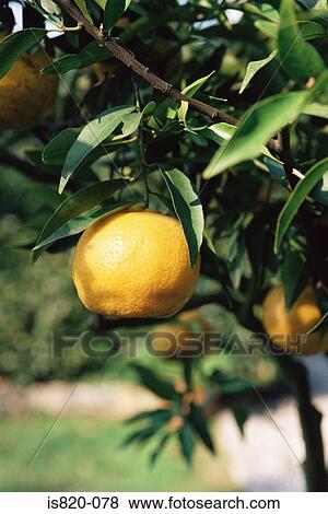 Lemon tree View Large Photo Image Stock Photo - Lemon tree. Fotosearch