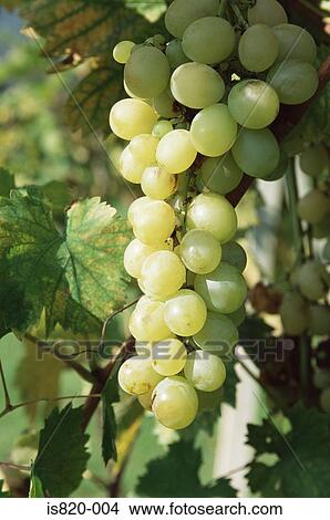 White grapes on a vine View Large Photo Image Picture - White grapes on a vine. Fotosearch