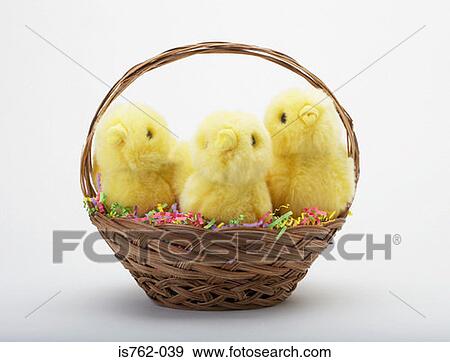 Easter chicks in a basket View Large Photo Image Stock Photo - Easter chicks in a basket. Fotosearch