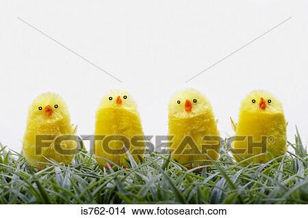 Four chicks in a row View Large Photo Image Picture - Four chicks in a row. Fotosearch