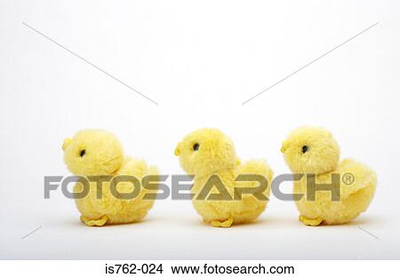 Three chicks in a row View Large Photo Image Picture - Three chicks in a row. Fotosearch