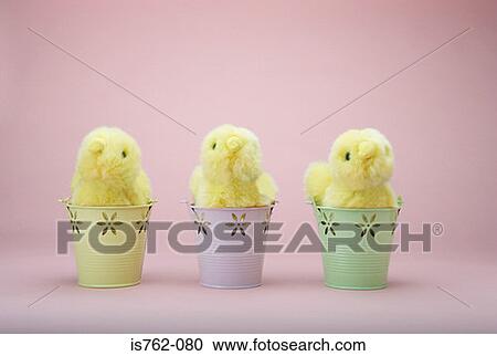 Three chicks in a row View Large Photo Image Stock Image - Three chicks in a row. Fotosearch