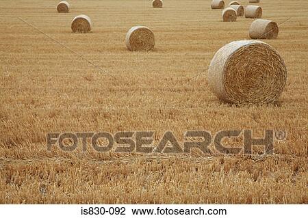 Bales of hay View Large Photo Image Stock Image - Bales of hay. Fotosearch