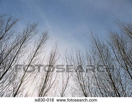 Stock Photo - Bare trees. Fotosearch