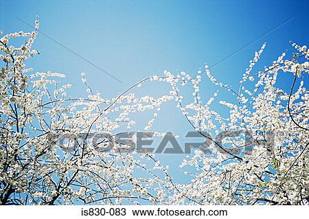 Blossom on a tree View Large Photo Image Stock Image - Blossom on a tree. Fotosearch