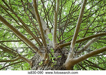 Stock Image - Branches of a tree. Fotosearch