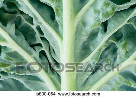 Close up of a cabbage leaf View Large Photo Image Picture - Close up of a cabbage leaf. Fotosearch