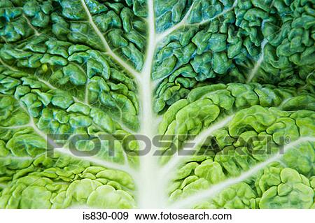Close up of a cabbage leaf View Large Photo Image Stock Photo - Close up of a cabbage leaf. Fotosearch