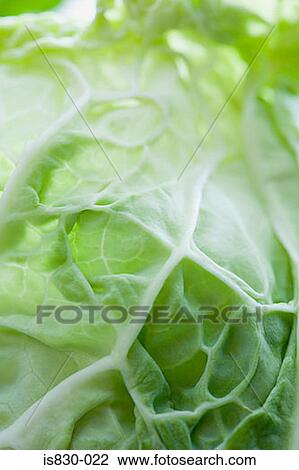 Stock Image - Close up of a cabbage. Fotosearch