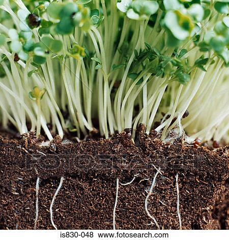 Cress View Large Photo Image Stock Photo - Cress. Fotosearch