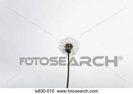 Stock Image - Dandelion. Fotosearch