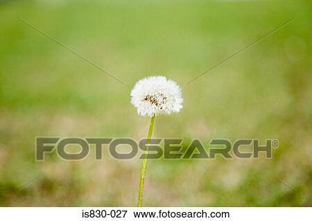 Stock Photo - Dandelion. Fotosearch