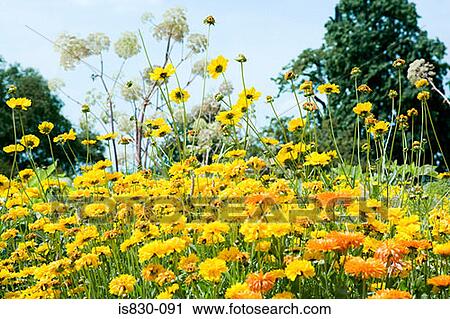 Field of flowers View Large Photo Image Stock Image - Field of flowers. Fotosearch