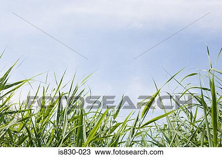 Stock Image - Field of plants. Fotosearch