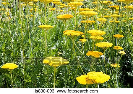 Field of yellow flowers View Large Photo Image Stock Image - Field of yellow flowers. Fotosearch