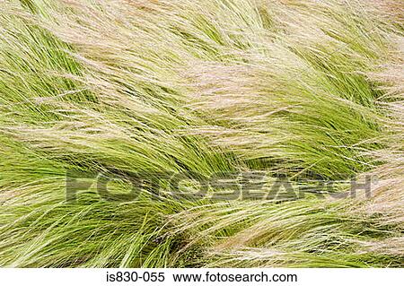 Flattened grass View Large Photo Image Stock Photography - Flattened grass. Fotosearch