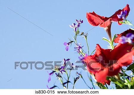 Stock Photography - Flowers. Fotosearch