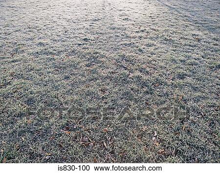 Frost covered lawn View Large Photo Image Stock Image - Frost covered lawn. Fotosearch
