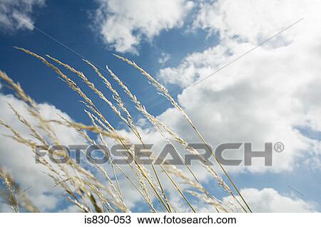 Grass blowing in the breeze View Large Photo Image Stock Image - Grass blowing in the breeze. Fotosearch