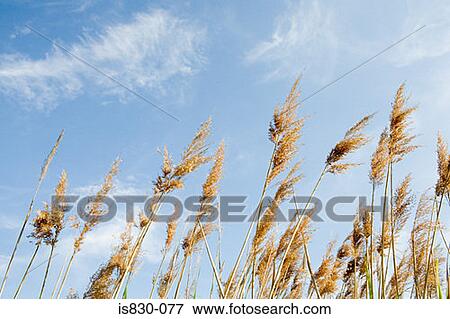 Grass plants blowing in the wind View Large Photo Image Stock Photo - Grass plants blowing in the wind. Fotosearch