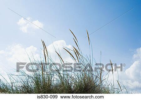 Grass plants View Large Photo Image Stock Photo - Grass plants. Fotosearch