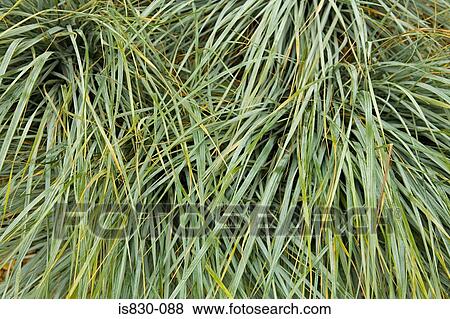 Grass View Large Photo Image Stock Photo - Grass. Fotosearch
