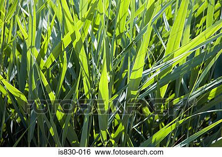 Stock Photograph - Grass. Fotosearch