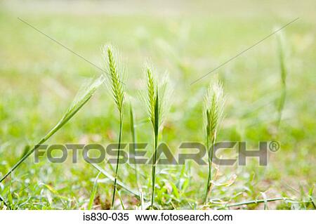 Grass View Large Photo Image Stock Photography - Grass. Fotosearch