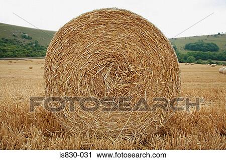 Hay bale View Large Photo Image Stock Image - Hay bale. Fotosearch