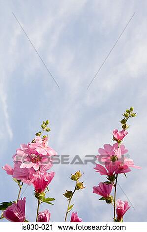 Pink flowers View Large Photo Image Stock Image - Pink flowers. Fotosearch