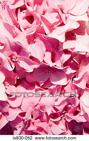 Pink flowers View Large Photo Image Stock Image - Pink flowers. Fotosearch