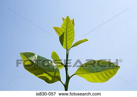 Stock Photo - Plant in sunlight. Fotosearch