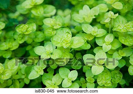 Plant View Large Photo Image Stock Photography - Plant. Fotosearch