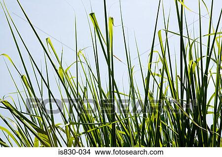 Plants in a field View Large Photo Image Picture - Plants in a field. Fotosearch