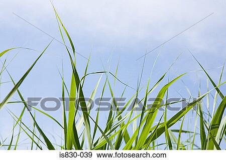 Plants in sunlight View Large Photo Image Stock Photo - Plants in sunlight. Fotosearch