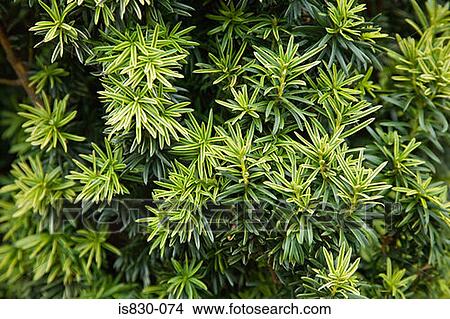 Plants View Large Photo Image Picture - Plants. Fotosearch