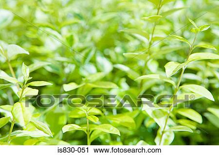 Plants View Large Photo Image Stock Image - Plants. Fotosearch