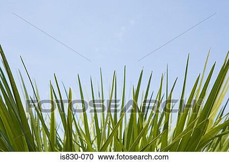 Stock Image - Plants. Fotosearch