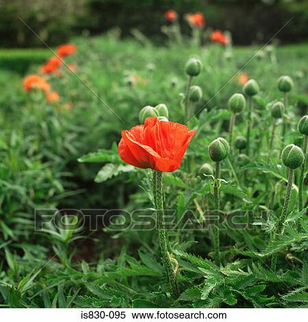 Stock Photography - Poppy. Fotosearch
