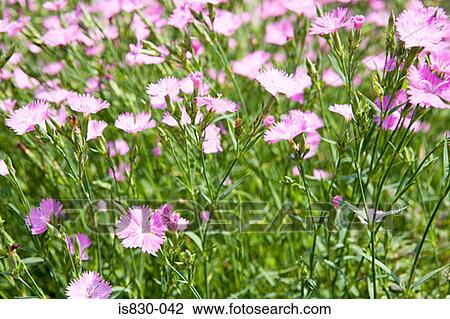 Purple flowers View Large Photo Image Stock Image - Purple flowers. Fotosearch