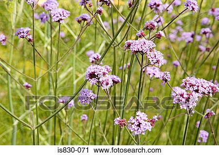 Purple flowers View Large Photo Image Stock Image - Purple flowers. Fotosearch