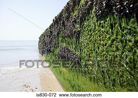 Seaweed covering sea wall View Large Photo Image Stock Image - Seaweed covering sea wall. Fotosearch