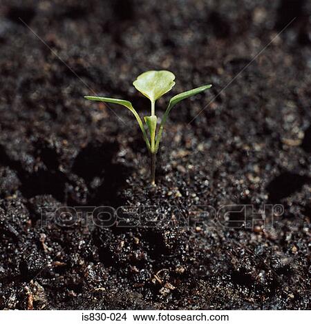 Seedling View Large Photo Image Picture - Seedling. Fotosearch