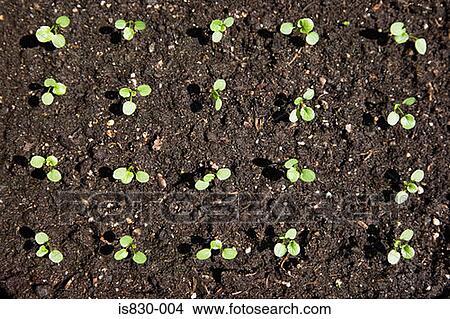 Picture - Seedlings. Fotosearch