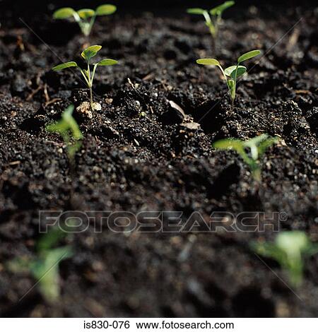Seedlings View Large Photo Image Stock Photograph - Seedlings. Fotosearch