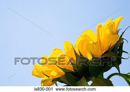 Sunflower View Large Photo Image Stock Image - Sunflower. Fotosearch
