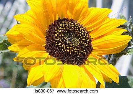 Sunflower View Large Photo Image Stock Photo - Sunflower. Fotosearch