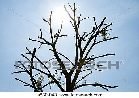Tree silhouetted by the sun View Large Photo Image Stock Image - Tree silhouetted by the sun. Fotosearch