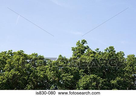 Treetops View Large Photo Image Stock Image - Treetops. Fotosearch