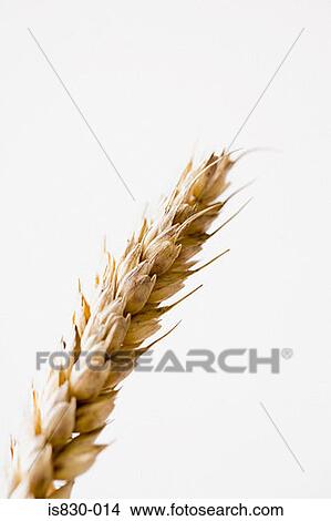 Picture - Wheat plant. Fotosearch